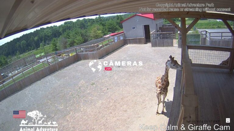 Giraffes Cam, NY Live webcam.