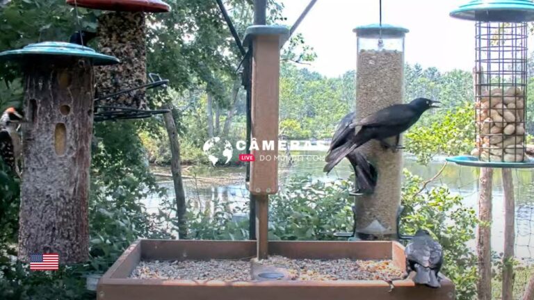 Cornell Lab Feeder Cam, NY.