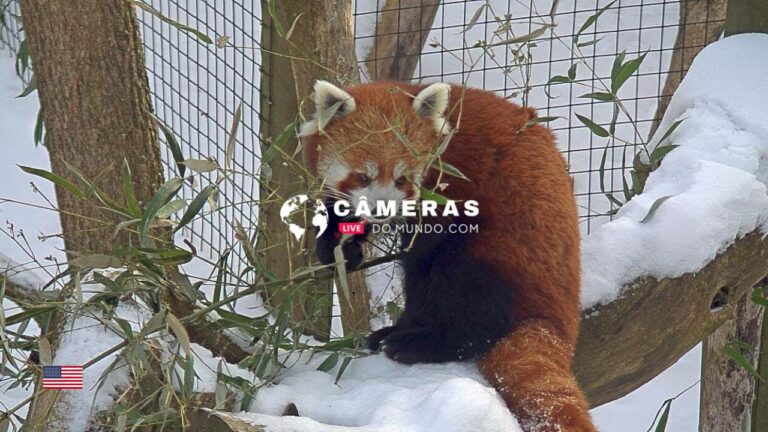 Live webcam Red Pandas, Trevor Zoo.