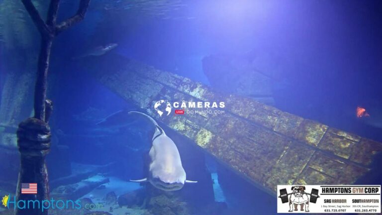 Live cam Relaxing Shark Cam w/ Music, Long Island Aquarium, New York.