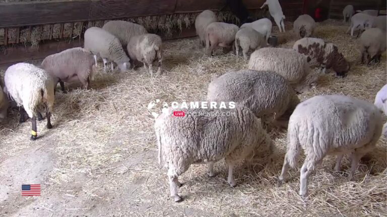 Sheep Barn, Watkins Glen Live webcam.