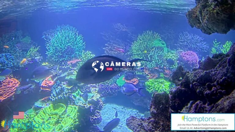 Live Webcam Coral Reef exhibit , at Long Island Aquarium, NY, USA.