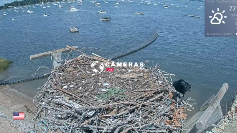 Osprey Cam, Oyster Bay, NY Live webcam.