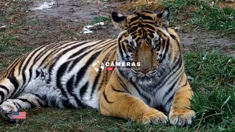 Live HD Cam Big Cat Rescue Sanctuary Tiger Lake, FL, USA