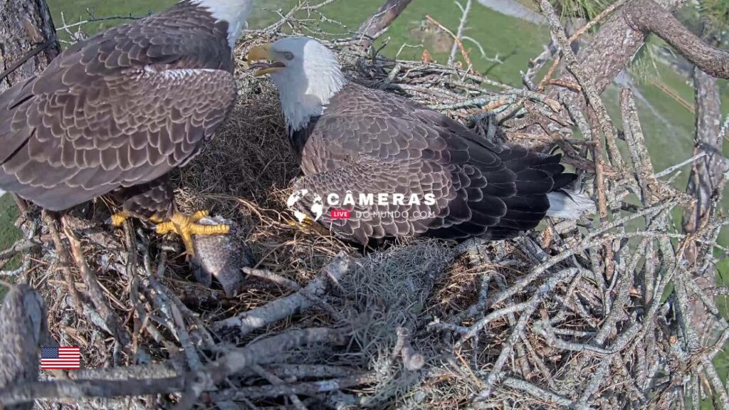 Live Florida Eagle cam, Fort Myers, FL cams, USA.