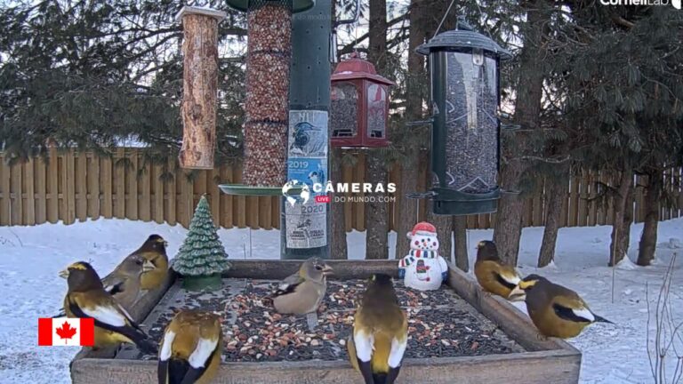 Bird Feeders Live Stream Webcam, Manitouwadge, Ontario, Canada.