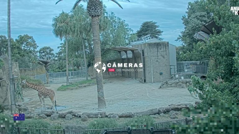 Live Webcams Giraffes Cam, Melbourne Zoo, Victoria, Australia.