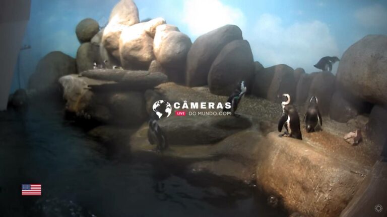 African Penguins Live webcams, San Francisco, Califonia.