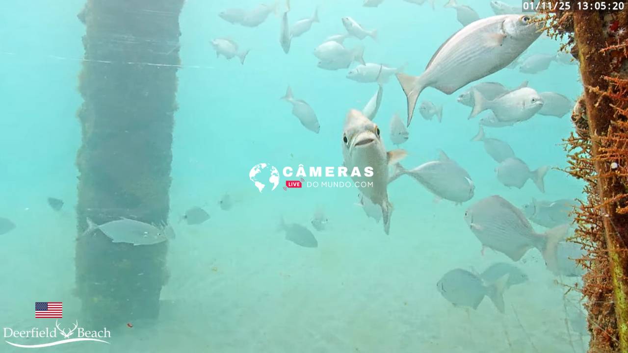 Live Webcam Santa Monica Beach, California, USA Live webcams