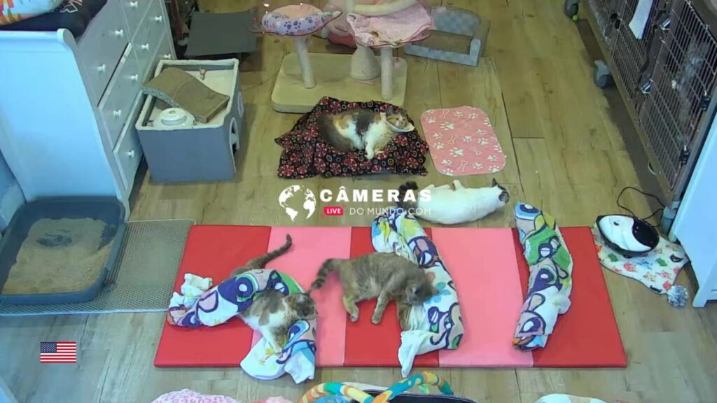 Live Baby Kitten Webcam, California, USA.