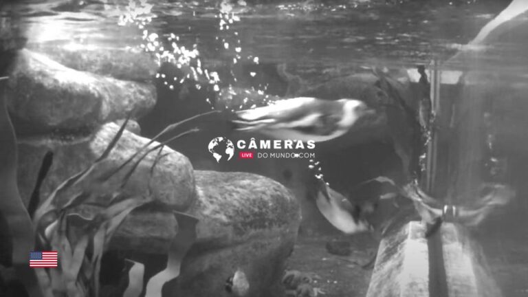 Live Penguin Underwater Cam, California, USA.