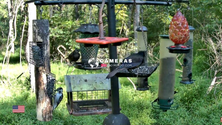 Live Webcam PA Bird Feeder Cam, Murrysville.