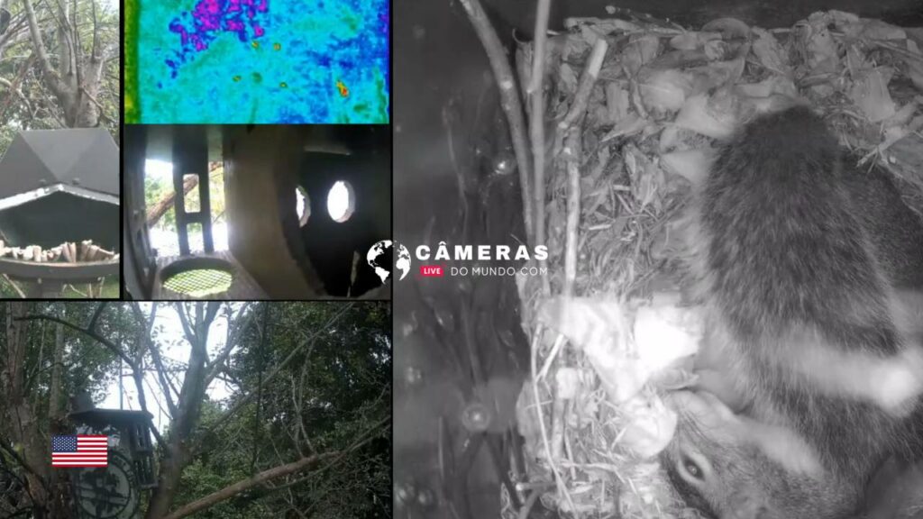 Squirrel Wonderland Webcams, Washington, D.C., USA